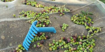 El Gobierno de Canarias convoca las ayudas POSEI por superficie para productores de aloe vera y olivo
