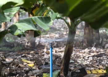 El Gobierno de Canarias y el Cabildo de Tenerife organizan una jornada de gestión de agua de riego