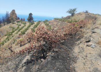 El Gobierno de Canarias convoca subvenciones por 4,5 M € para promover la contratación de seguros agrarios