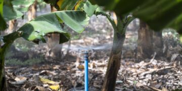 El Gobierno de Canarias y el Cabildo de Tenerife organizan una jornada de gestión de agua de riego