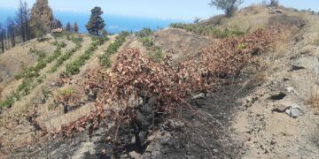El Gobierno de Canarias convoca subvenciones por 4,5 M € para promover la contratación de seguros agrarios