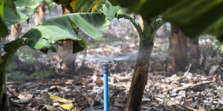 El Gobierno de Canarias y el Cabildo de Tenerife organizan una jornada de gestión de agua de riego
