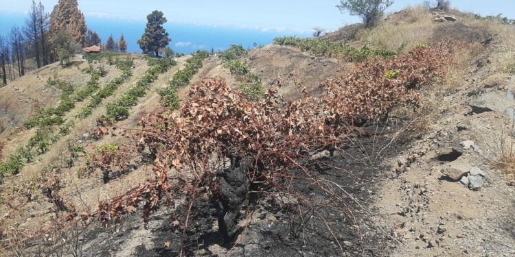 El Gobierno de Canarias convoca subvenciones por 4,5 M € para promover la contratación de seguros agrarios