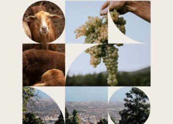 El Gobierno canario organiza una jornada profesional para promover prácticas ecológicas de viticultura sostenible