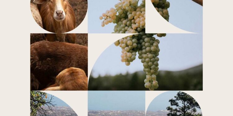 El Gobierno canario organiza una jornada profesional para promover prácticas ecológicas de viticultura sostenible