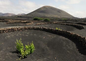 ‘Malvasía’, un proyecto de serie de ficción en torno al mundo del vino en Lanzarote