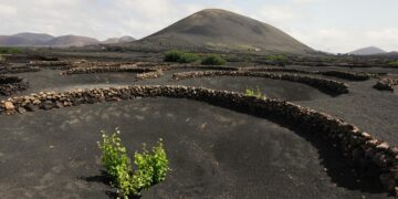 ‘Malvasía’, un proyecto de serie de ficción en torno al mundo del vino en Lanzarote