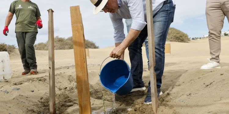 El éxito para recuperar las Dunas de Maspalomas, ejemplo para países como Cabo Verde