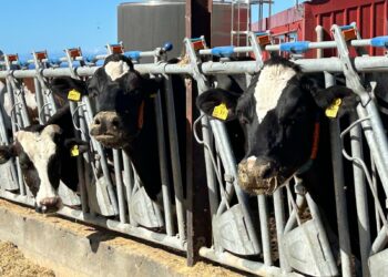 El Gobierno de Canarias convoca ayudas POSEI al sector vacuno por 4,1 millones de euros