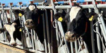 El Gobierno de Canarias convoca ayudas POSEI al sector vacuno por 4,1 millones de euros