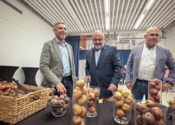 El Gobierno de Canarias refuerza el apoyo a la producción local de variedades de papas antiguas