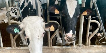 El Gobierno de Canarias convoca ayudas POSEI a la producción e industria láctea local por importe de 16,7 M €