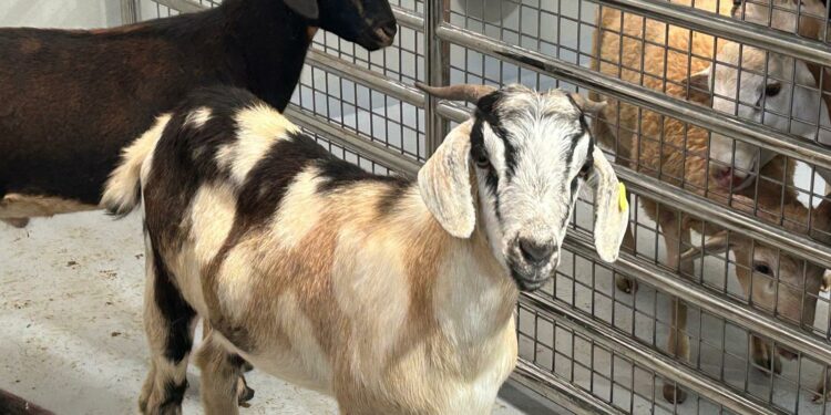 El Gobierno de Canarias concede 2,67 M € en ayudas POSEI al fomento del consumo de carne de origen local