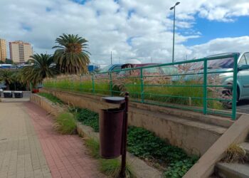 Foto 2. Rabogato LPGC M.Salas