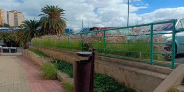 Foto 2. Rabogato LPGC M.Salas