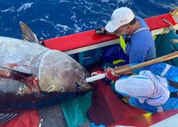 El Gobierno de Canarias inicia el abono de 7,2 millones de euros del FEMPA-Poseican de 2022 al sector pesquero