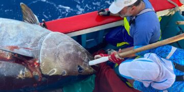 El Gobierno de Canarias inicia el abono de 7,2 millones de euros del FEMPA-Poseican de 2022 al sector pesquero