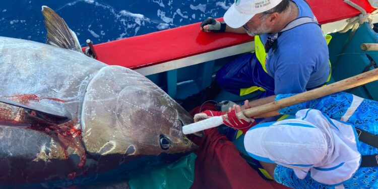 El Gobierno de Canarias inicia el abono de 7,2 millones de euros del FEMPA-Poseican de 2022 al sector pesquero