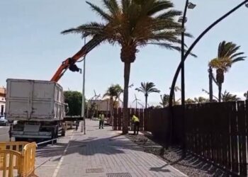 Retirada de palmeras enfermas en Castillo del Romeral (2)