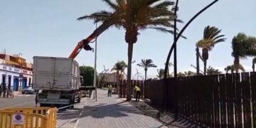 Retirada de palmeras enfermas en Castillo del Romeral (2)