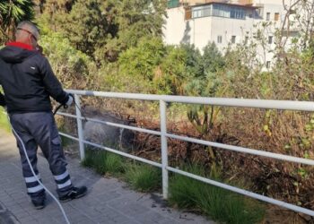 Control de plagas en Las Palmas de Gran Canaria