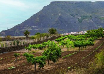 Recurso plantaciones 1