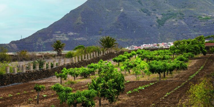 Recurso plantaciones 1