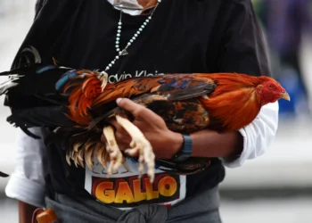 Cinco investigados por cortar ilegalmente las crestas a gallos de pelea en Tenerife