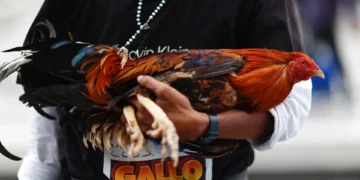 Cinco investigados por cortar ilegalmente las crestas a gallos de pelea en Tenerife