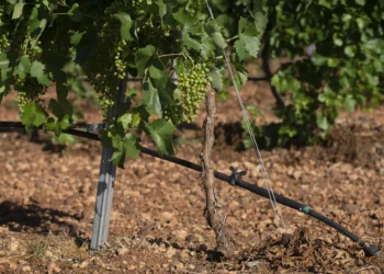 Los productores valoran las medidas para evitar la extensión de la filoxera pero creen que llegan tarde