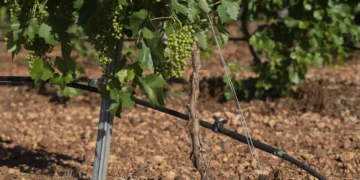 Los productores valoran las medidas para evitar la extensión de la filoxera pero creen que llegan tarde