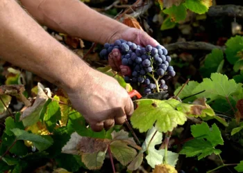 El suelo volcánico de las islas frenó la plaga de filoxera en el siglo XIX