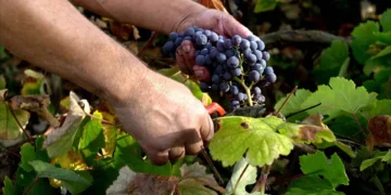 El suelo volcánico de las islas frenó la plaga de filoxera en el siglo XIX