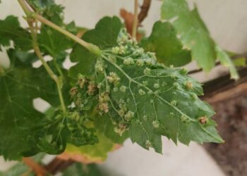 Gobierno canario y Cabildo de Tenerife trabajan de forma coordinada en el control de un foco de filoxera de la vid