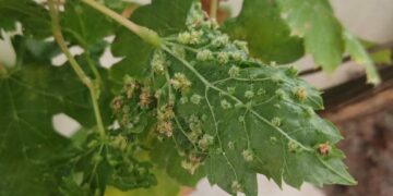 Gobierno canario y Cabildo de Tenerife trabajan de forma coordinada en el control de un foco de filoxera de la vid