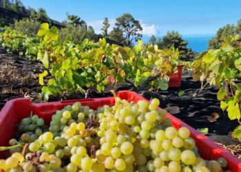 El Estado atiende la petición del Gobierno canario de prohibir la introducción de uva de vinificación a las Islas