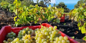 El Estado atiende la petición del Gobierno canario de prohibir la introducción de uva de vinificación a las Islas