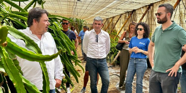 Agricultores de El Hierro valoran implementar el cultivo de pitaya en La Frontera