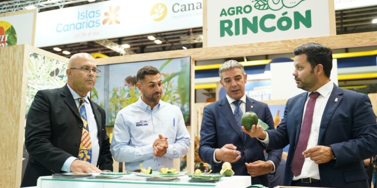 Canarias triplicó los envíos de aguacate al mercado peninsular y extranjero en 2024