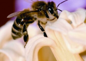 El Gobierno concede 543.000 euros en ayudas POSEI a la producción de miel de la raza autóctona de abeja negra
