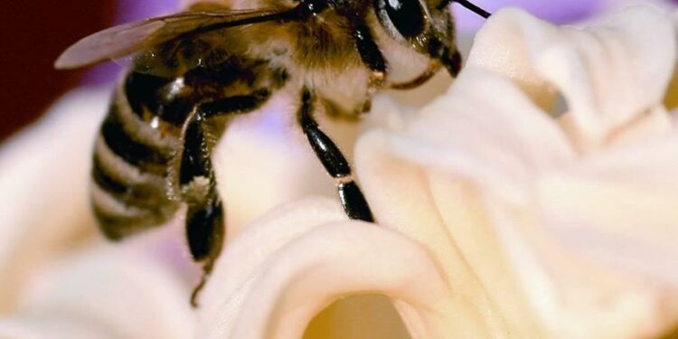 El Gobierno concede 543.000 euros en ayudas POSEI a la producción de miel de la raza autóctona de abeja negra