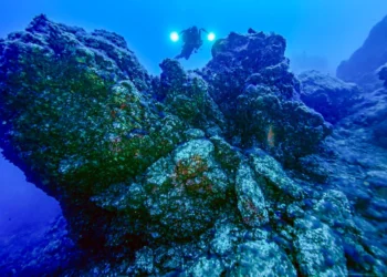 Constatan la “asombrosa” recuperación marina en las fajanas del Tajogaite