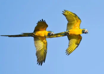 Los loros, como los humanos, aprenden nuevos trucos imitando a sus compañeros