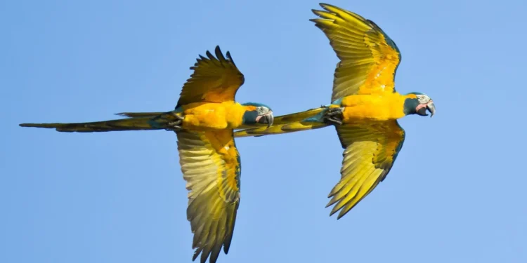 Los loros, como los humanos, aprenden nuevos trucos imitando a sus compañeros