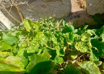 Gobierno remite al Ministerio muestras de plantas con síntomas compatibles con la filoxera detectadas en Candelaria