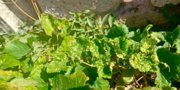 Gobierno remite al Ministerio muestras de plantas con síntomas compatibles con la filoxera detectadas en Candelaria