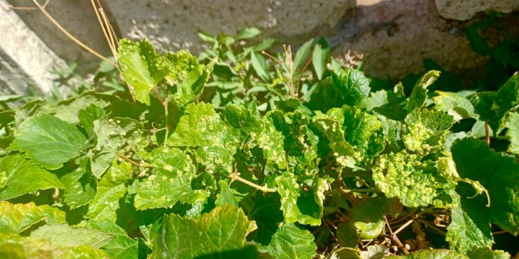 Gobierno remite al Ministerio muestras de plantas con síntomas compatibles con la filoxera detectadas en Candelaria