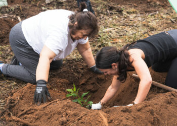 Turismo de Canarias sigue recuperando los espacios naturales con su segunda jornada de reforestación