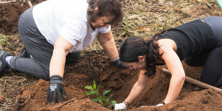 Turismo de Canarias sigue recuperando los espacios naturales con su segunda jornada de reforestación
