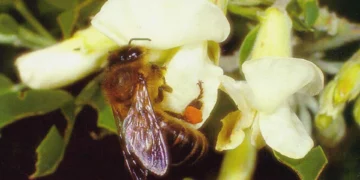 Publican una guía para actuar por la posible llegada de avispones invasores y depredadores a Canarias